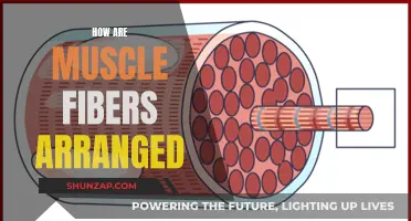 Muscle Fibers: Intricate Arrangements for Powerful Contractions