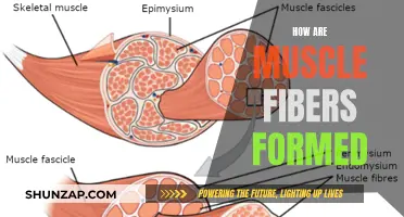 The Making of Muscle Fibers: Understanding Myogenesis