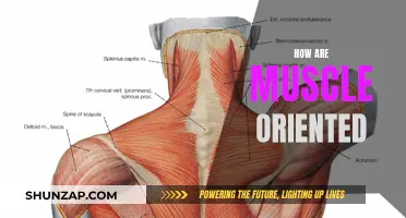 Building Muscle: A Guide to Strength and Growth