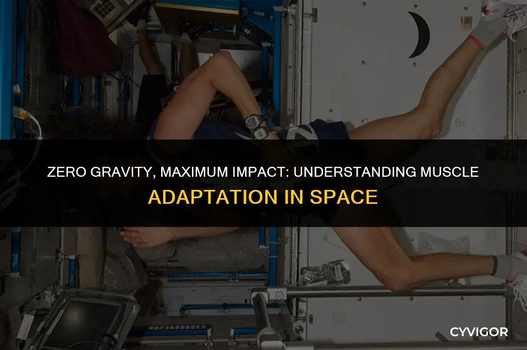 Zero Gravity, Maximum Impact: Understanding Muscle Adaptation In Space ...