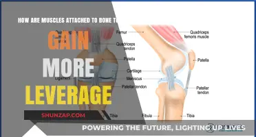 Muscle-Bone Leverage: Understanding Tendons' Role in Movement Efficiency
