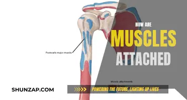 Muscle Attachment: Understanding the Complex Connective System