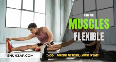 The Flexibility of Muscles: Understanding the Science