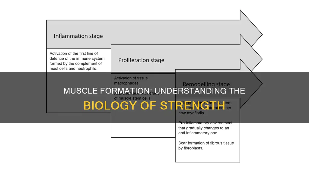 how are muscles formed
