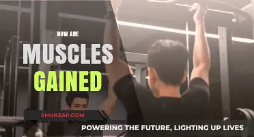 Building Muscle: Understanding Growth, Training, and Recovery Essentials