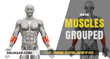Understanding Muscle Groupings: A Comprehensive Guide to Human Anatomy
