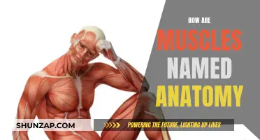 The Language of Muscles: Naming Anatomy's Powerhouses