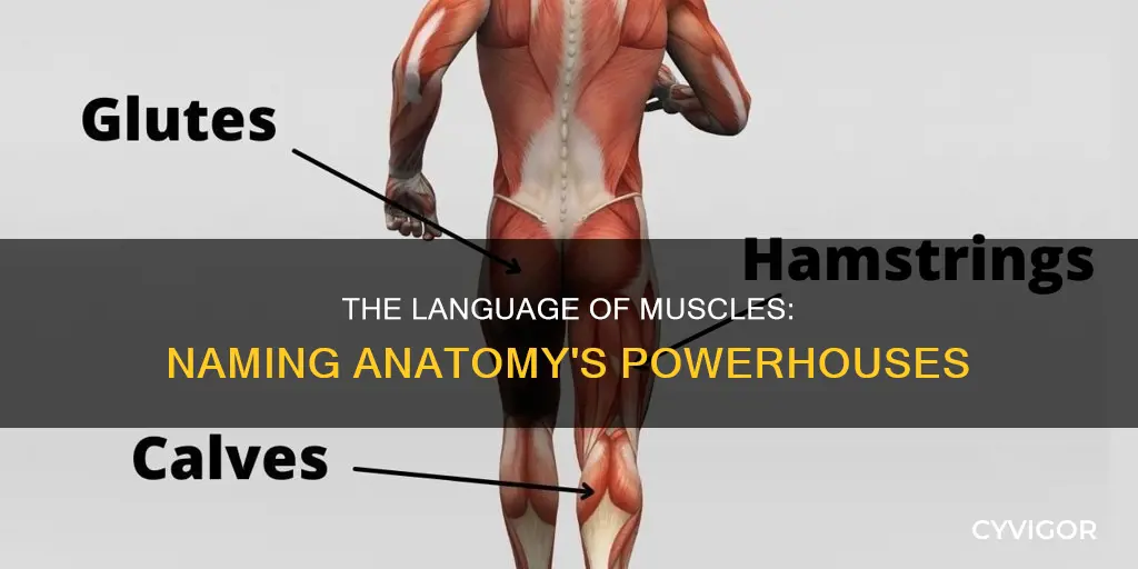 how are muscles named anatomy