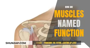 Muscles' Names: Function, Form, and Fitness