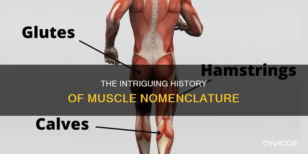 how are muscles named hbs