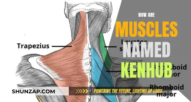 The Intriguing Names of Muscles: A Kenhub Exploration