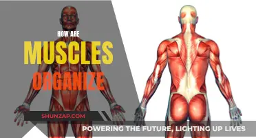 Muscle Anatomy: Understanding the Intricate Organization of Muscles