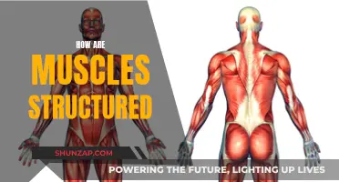 Muscle Structure: Understanding the Intricate Design of Muscles
