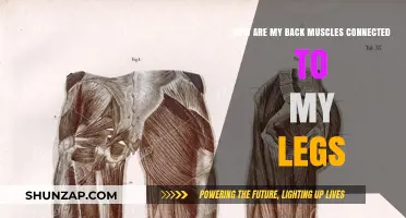 Exploring the Fascinating Connection Between Your Back Muscles and Legs