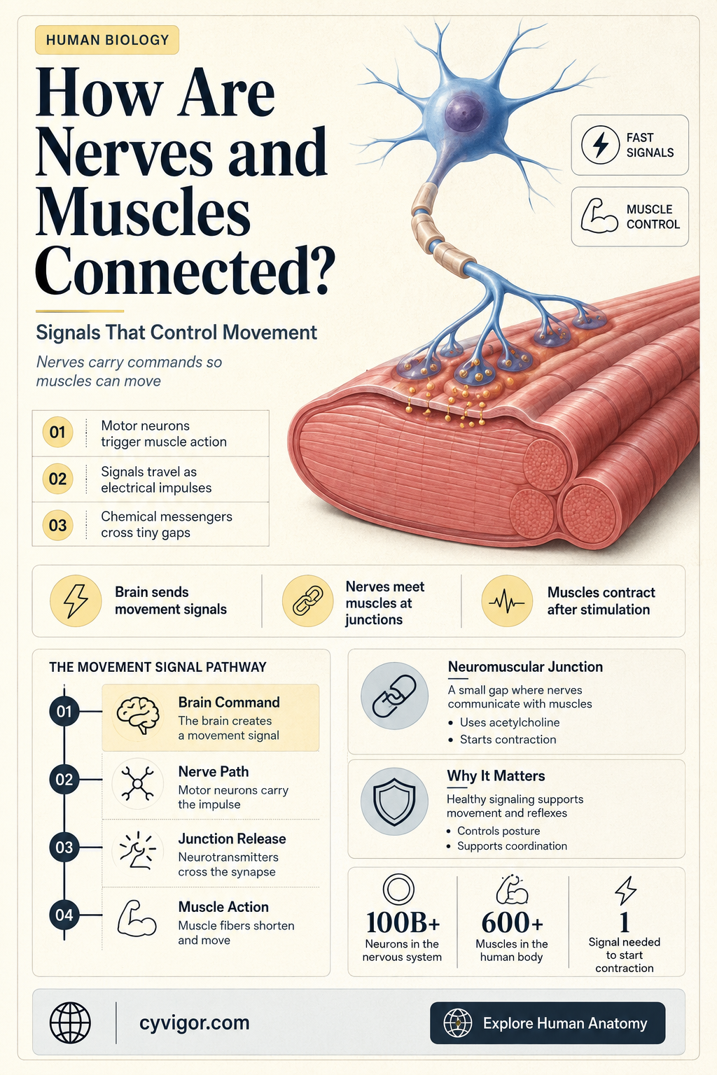 are nerves attached to muscles