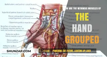 Understanding the Intrinsic Hand Muscles: Grouping and Function Explained
