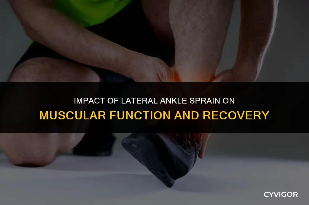how are the muscles affected by lateral ankle sprain