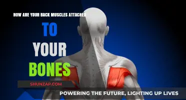 Exploring the Fascinating Connection: Back Muscles and Bone Attachment