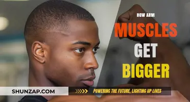 Building Bigger Arms: The Science Behind Muscle Growth