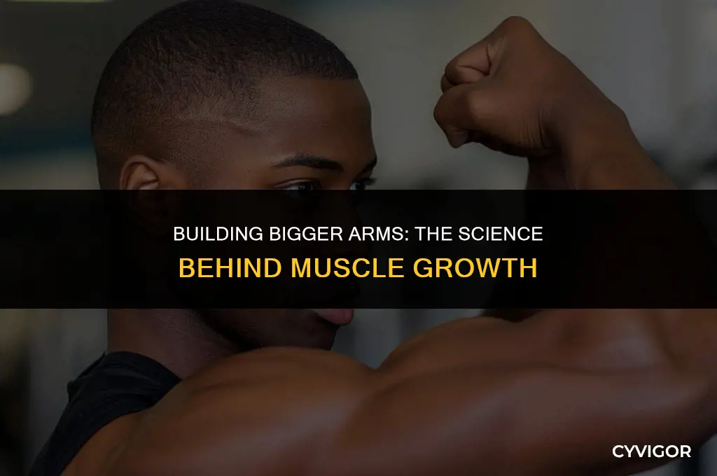 how arm muscles get bigger