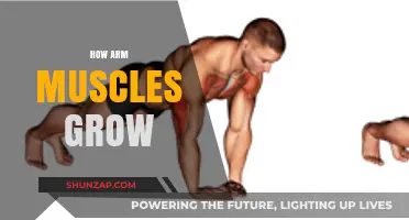 Unlocking Arm Muscle Growth: Science, Strategies, and Strength Training