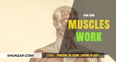 Understanding Arm Muscles: Mechanics, Functions, and Strength Training Basics
