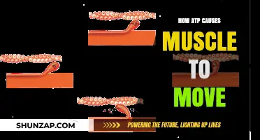 ATP: Unlocking the Secret to Muscle Movement