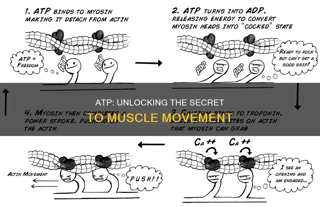 how atp causes muscle to move
