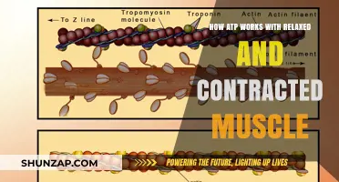 ATP's Role in Muscle Relaxation and Contraction Explained