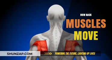 Unveiling the Mechanics: How Your Back Muscles Move