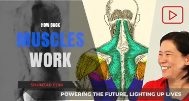 Understanding Your Back Muscles: Functions, Movements, and Strengthening Tips