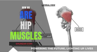 Hip Muscles: Size, Proportion, and Functionality