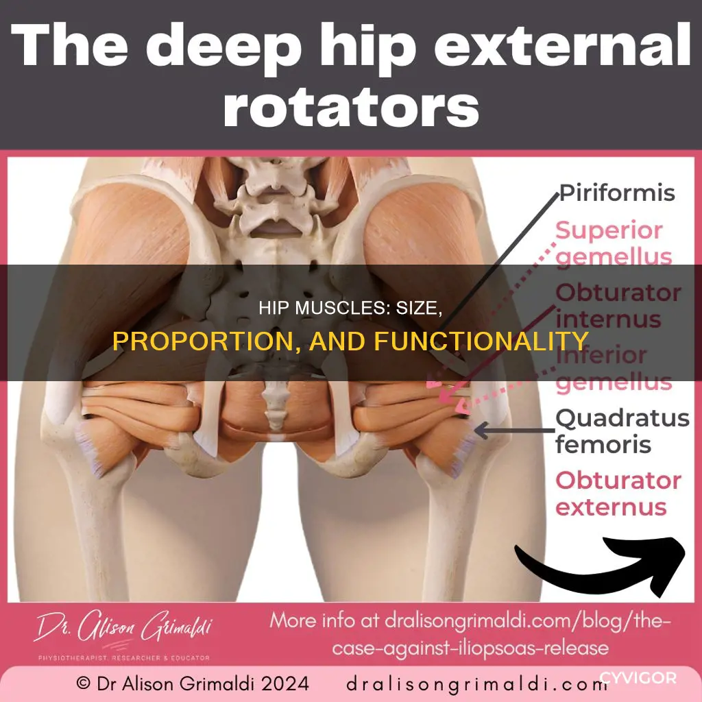 how big are hip muscles