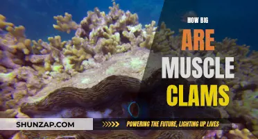 Muscle Clams: Understanding Their Massive Size