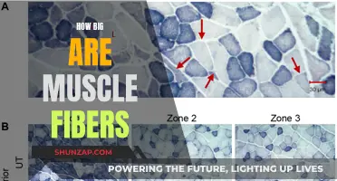 Muscle Fibers: Understanding Their Size and Structure