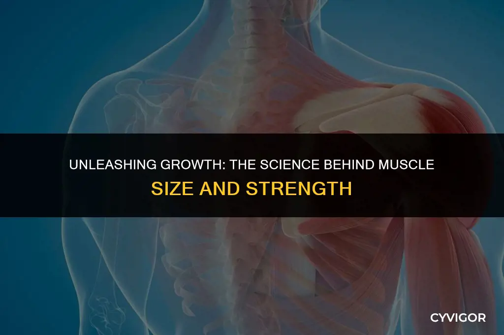 how big do muscles get