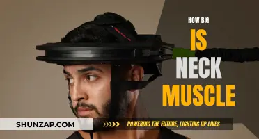 Neck Muscle Anatomy: Understanding the Complexity