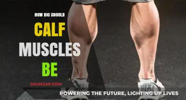 Ideal Calf Muscle Size: A Comprehensive Guide for Fitness Enthusiasts
