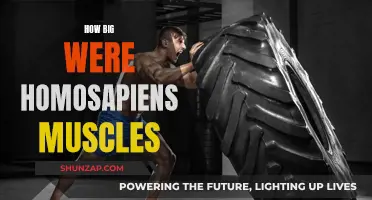 The Muscular Might of Our Ancient Homosapien Ancestors