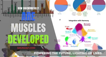 Muscle Development: Biochemical Reactions for Growth