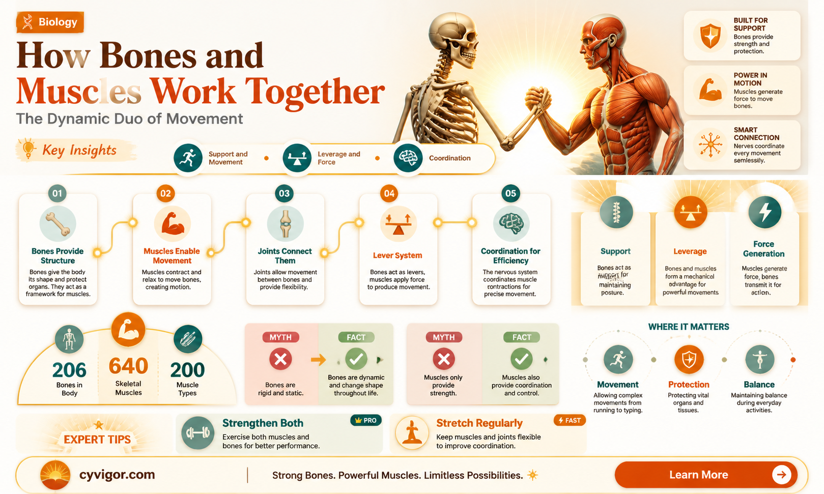 are bones ttached to muscles