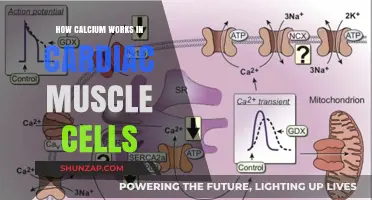 Calcium's Role in Cardiac Muscle Contraction and Relaxation Explained