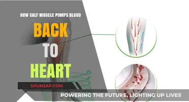 The Calf Muscle's Role in Circulatory Health: Pumping Blood Back to the Heart