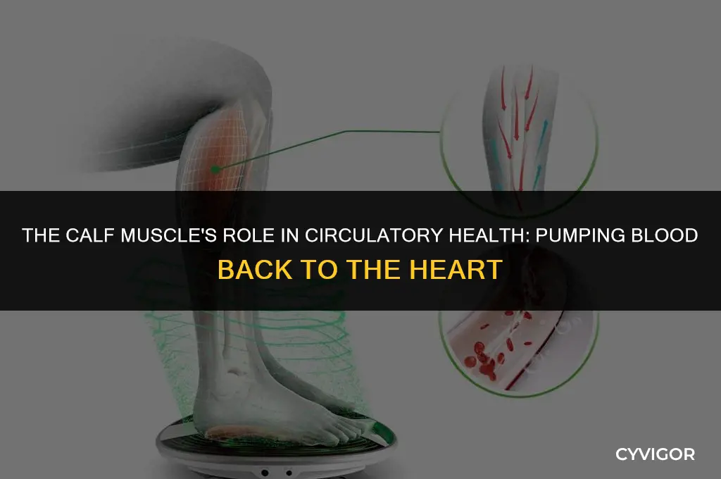 how calf muscle pumps blood back to heart