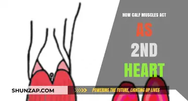 The Surprising Role of Calf Muscles as Your Second Heart