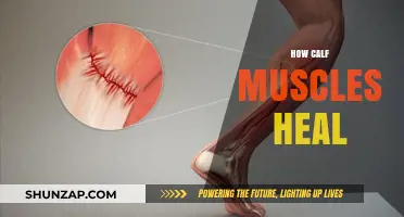 Unveiling the Secrets of Calf Muscle Recovery: A Comprehensive Guide