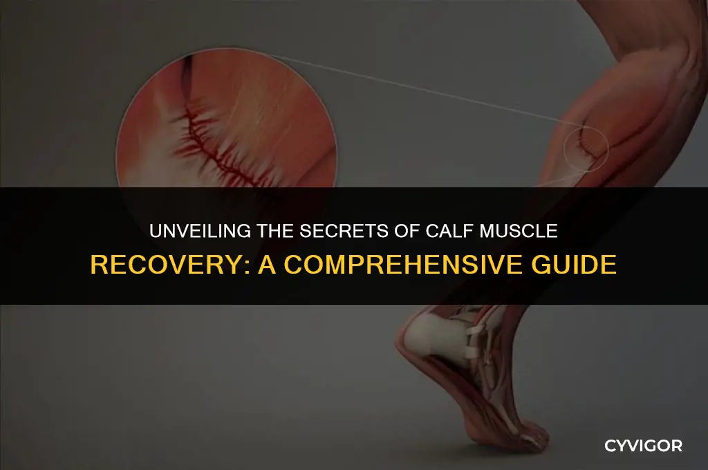 how calf muscles heal