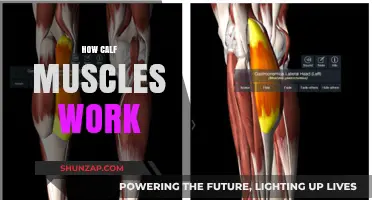 Understanding Calf Muscles: Function, Movement, and Strength Training Tips