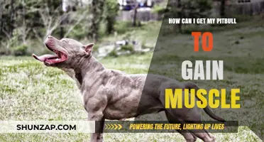 Effective Muscle-Building Tips for Your Pitbull's Strength and Health