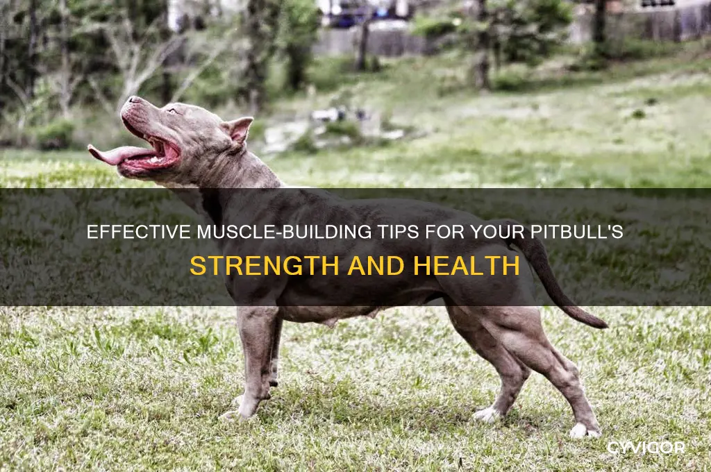 how can i get my pitbull to gain muscle